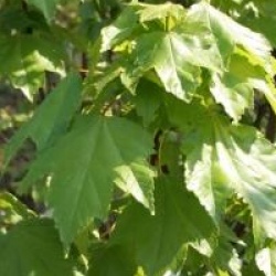 Acer rubrum 'Red Sunset'