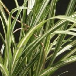 Miscanthus sinensis var. condensatus 'Cabaret' - Roseau de Chine panach�