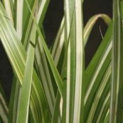 Miscanthus sinensis var. condensatus 'Cabaret'