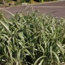 Miscanthus sinensis var. condensatus 'Cosmopolitan'