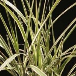 Miscanthus sinensis 'Variegatus' - Roseau de Chine panach�