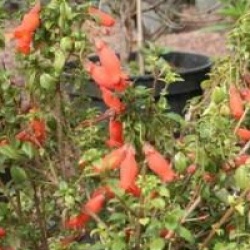 Mitraria coccinea