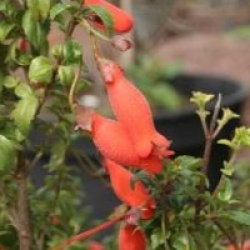 Mitraria coccinea 