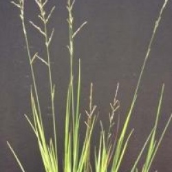 Molinia caerulea subsp. arundinacea 'Karl Foerster'