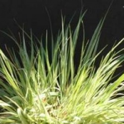 Molinia caerulea 'Variegata' - Molinie panach�e