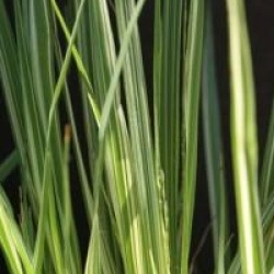 Molinia caerulea 'Variegata'
