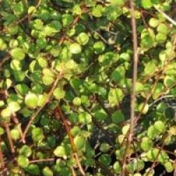 Muehlenbeckia complexa - Muehlenbeckia complexa