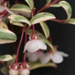 Myrtus communis 'Variegata' - Myrte commune panach�