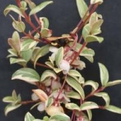 Myrtus communis 'Variegata'