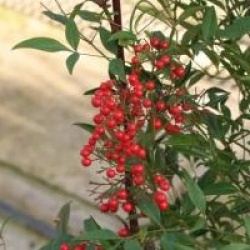 Nandina domestica - Bambou sacr�