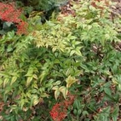 Nandina domestica
