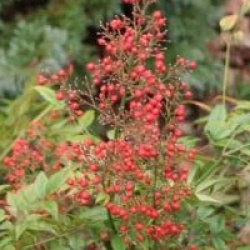 Nandina domestica