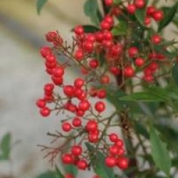 Nandina domestica