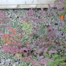 Nandina domestica 'Moyer's Red'