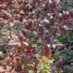 Nandina domestica 'Moyer's Red'