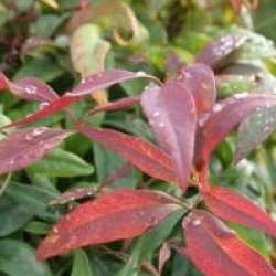Nandina domestica 'Fire Power'