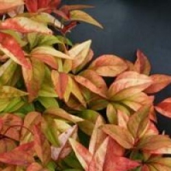 Nandina domestica 'Fire Power'