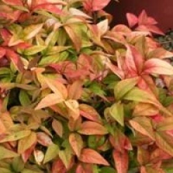 Nandina domestica 'Fire Power'