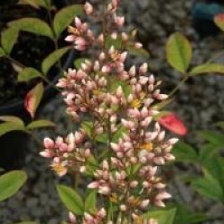 Nandina domestica 'Richmond' - Bambou sacr� Richmond