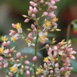 Nandina domestica 'Richmond'
