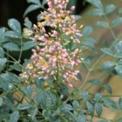 Nandina domestica 'Richmond'