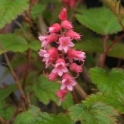 Neillia affinis