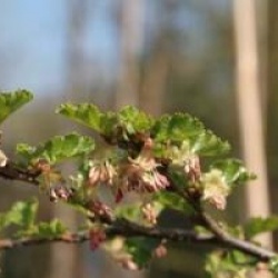 Nothofagus antartica