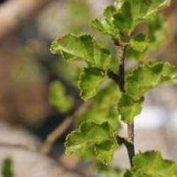 Nothofagus antartica