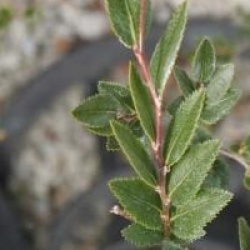 Nothofagus dombeyi 