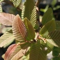 Nothofagus glauca - Nothofagus glauca