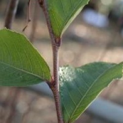 Nothofagus moorei - Nothofagus moorei