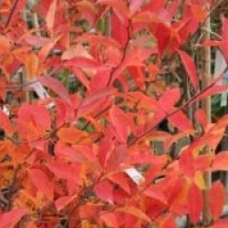 Nyssa sinensis - Nyssa de Chine