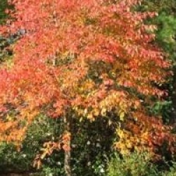 Nyssa sylvatica - Nyssa des marais, Tup�lo des bois