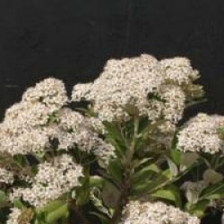 Olearia albida - Olearia albida