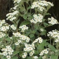 Olearia macrodonta 'Major'