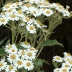 Olearia macrodonta 'Major' - Houx de Nouvelle Z�lande