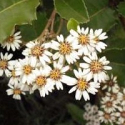 Olearia macrodonta 'Major'