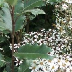 Olearia macrodonta 'Major'