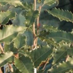 Olearia macrodonta 'Major'