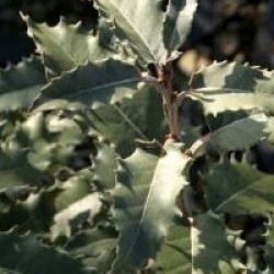 Olearia macrodonta 'Major'
