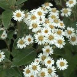 Olearia macrodonta 'Major'