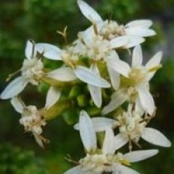 Olearia nummularifolia
