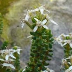 Olearia nummularifolia