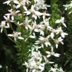 Olearia nummularifolia