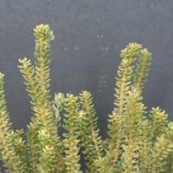 Olearia nummularifolia