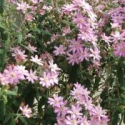 Olearia phlogopappa 'Comber's Pink' - Olearia � fleurs roses