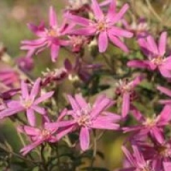 Olearia phlogopappa 'Comber's Pink'