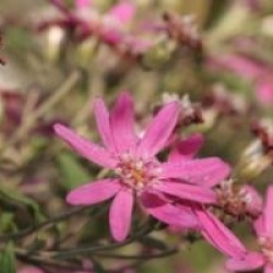 Olearia phlogopappa 'Comber's Pink'