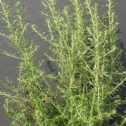 Olearia ramulosa - Olearia ramulosa