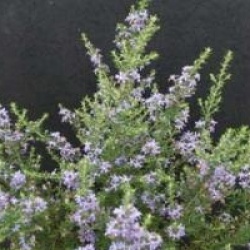 Olearia ramulosa